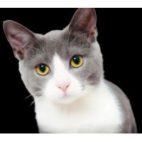 Алмазна мозаїка 