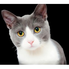 Алмазная мозаика 